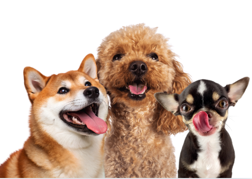 Captura de pantalla 2025-11-16 a la(s) 8.58.05 p.m.